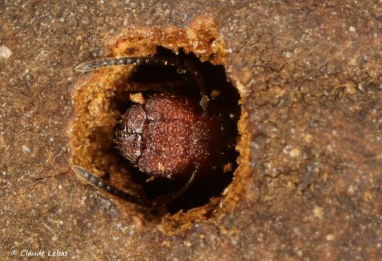 phragmose par soldat Colobopsis truncata