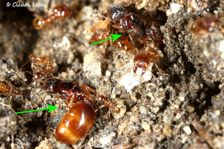 oligogynie chez pheidolke pallidula
