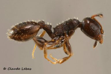 Temnothorax specularis