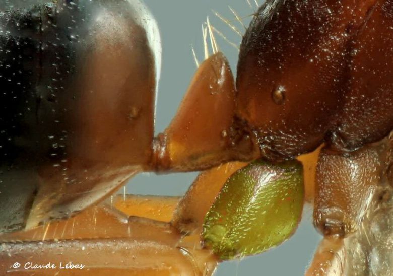 coxa de Camponotus pilicornis