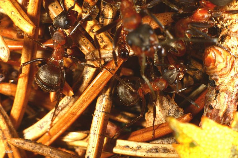 Formicoxenus niditulus