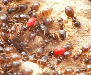 uropodes sur Plagiolepis pygmaea