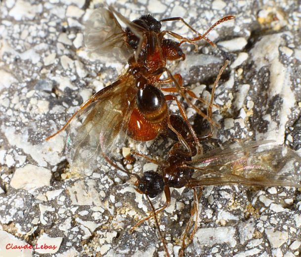 accouplement de Myrmica ruginodis accouplement de Myrmica ruginodis