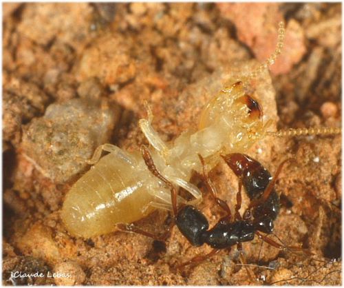 Ponerine sur termite