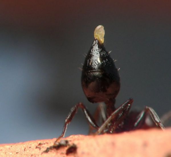Crematogaster scutellaris