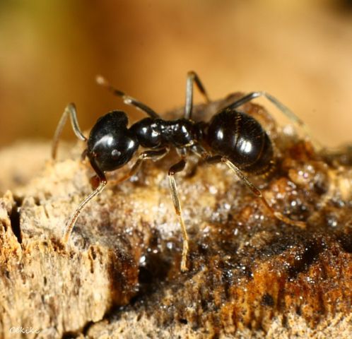 Lasius fuliginosus