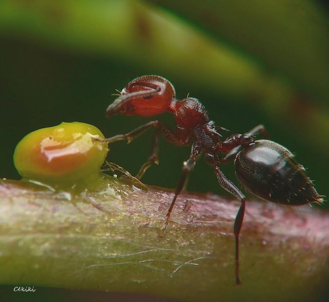 Crematogaster scutellaris