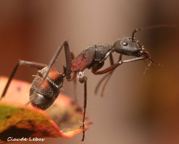 Camponotus cruentatus