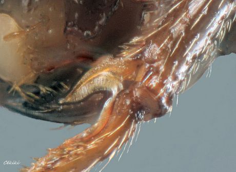 peigne d‘ouvrière Messor barbarus