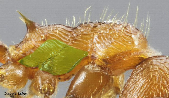 Pleure de Myrmica  