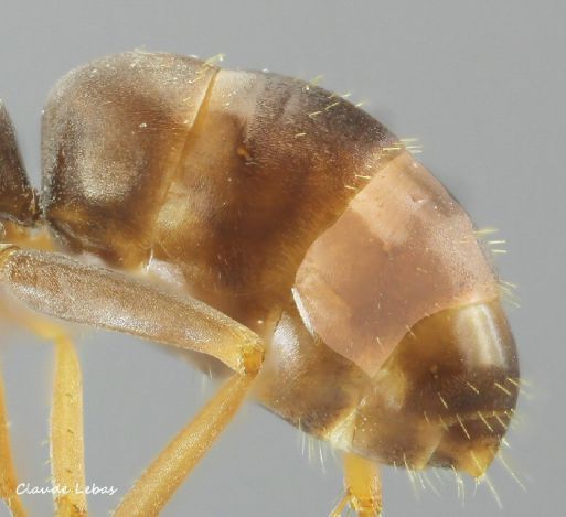 tergite de Formica fusca