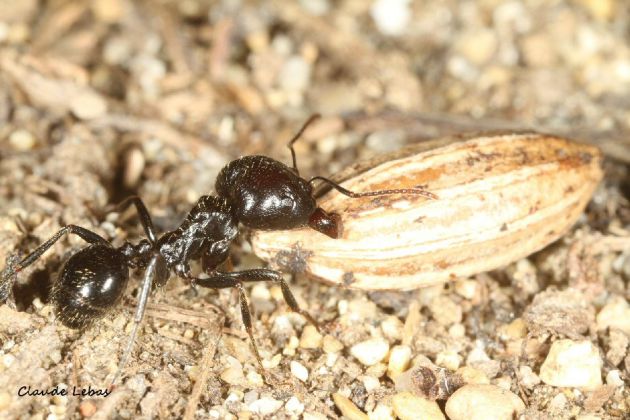 Messor barbarus