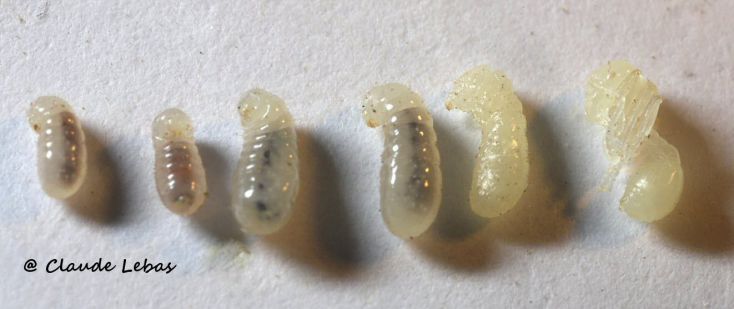 de la larve au début de nymphose
