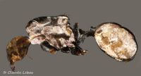 exosqueltte de fourmi