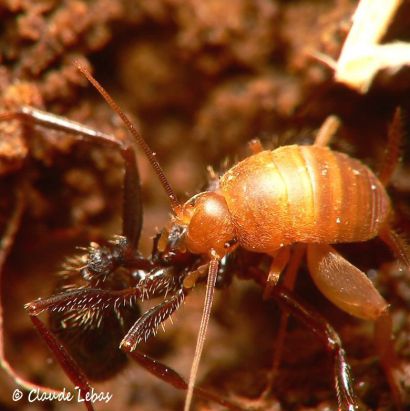 Myrmecopylus myrmecophylus avec Messor structor