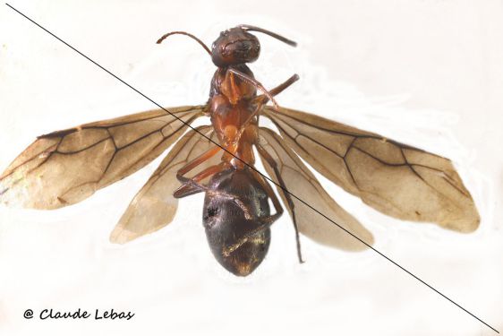 reine Camponotus sylvaticus