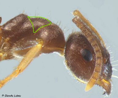 mesonotum d‘ouvrière Lasius