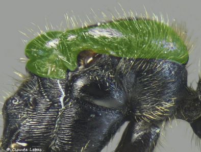 Mesonotum de reine messor barbarus
