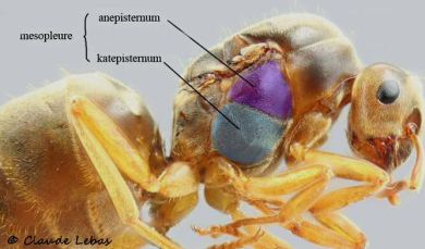 reine Lasius