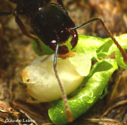 Messor barbarus