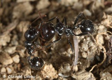 nécrophoerésie chez Messor barbarus