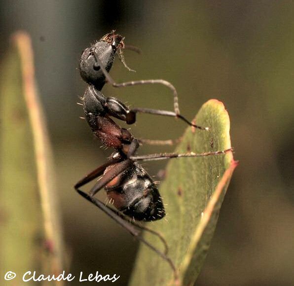 Camponotus cruentatus