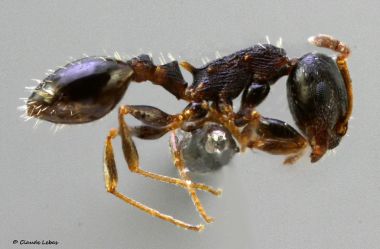 Temnothorax melas