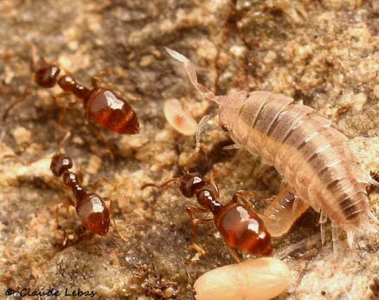 Platyarthrus offmanseggi avec Plagiolepis pygmaea 