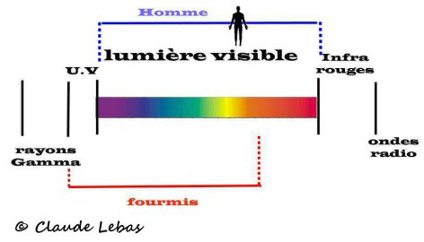 spectre de la lumière dans la vision des fourmis