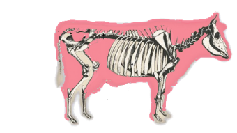 squelette de vache