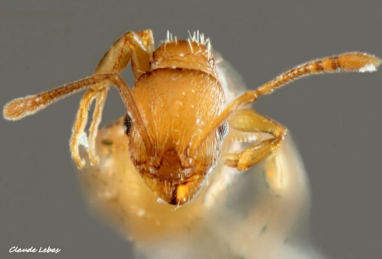 Temnothorax lichtensteini